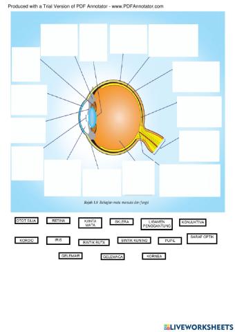 Latihan : mata