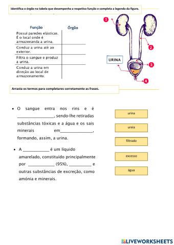 Sistema Urinário Humano