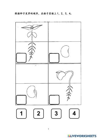 种子发芽顺序