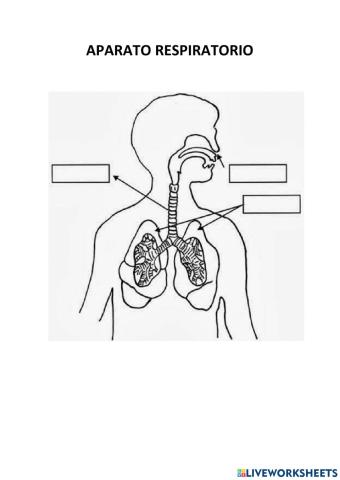 Aparato respiratorio