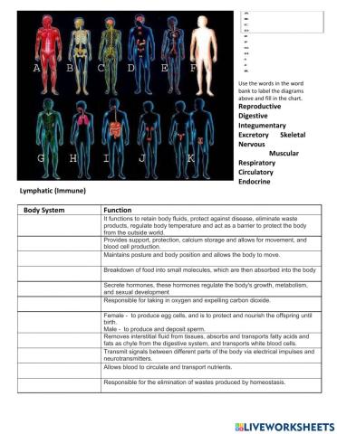 Body Systems