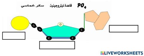 تركيب النيوكليوتيدة