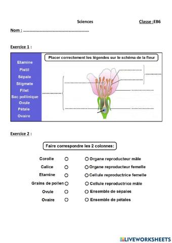 Les parties d'une fleur