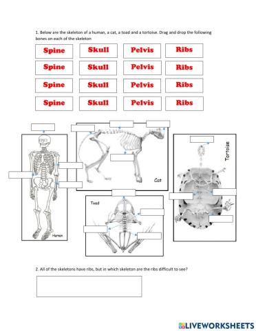 Skeleton