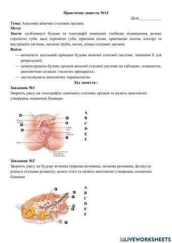 Практичне заняття №14