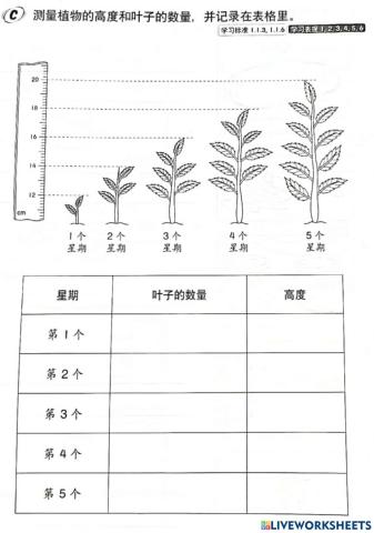 3年级科学（测量和应用数目）