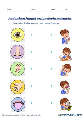 Fungsi Organ Deria Manusia