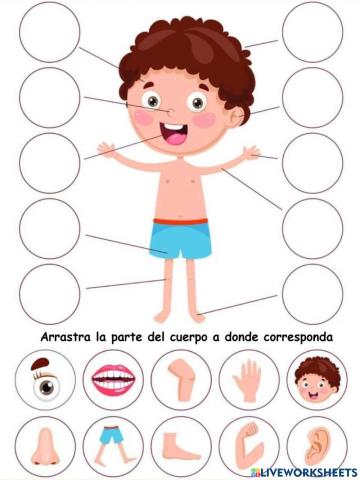 La partes del cuerpo humano