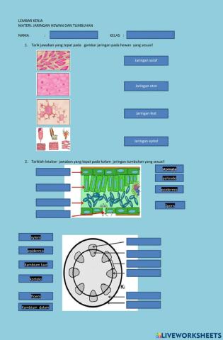 Lembar kerja jaringan hewan tumbuhan