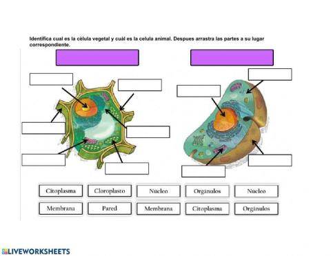 Célula vegetal y animal