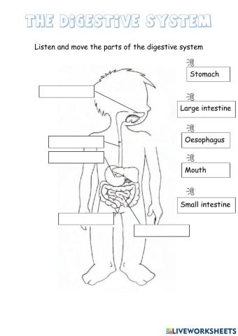 Digestive