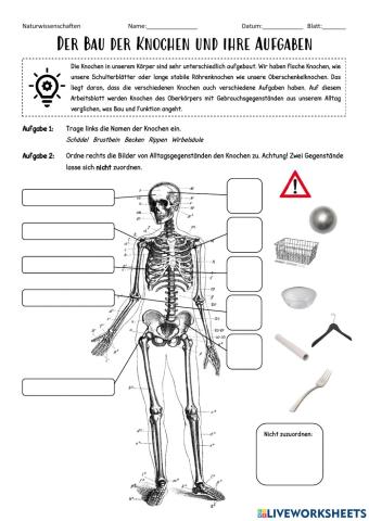 Der Bau der Knochen und ihre Aufgaben
