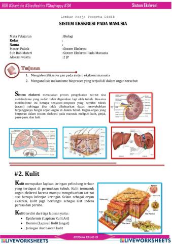 Lkpd sistem ekskresi part-2