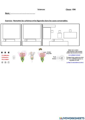 Les étapes de reproduction sexuée chez les plantes à fleurs