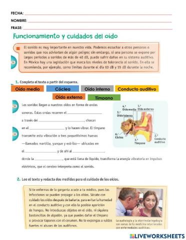 Funcionamiento y cuidados del oído