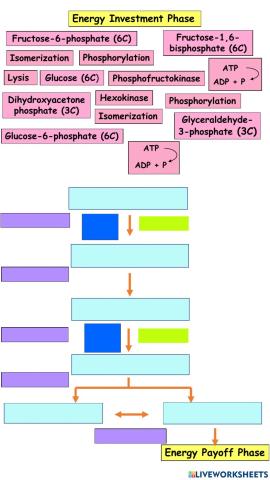 Glycolysis: Energy Investment Phase