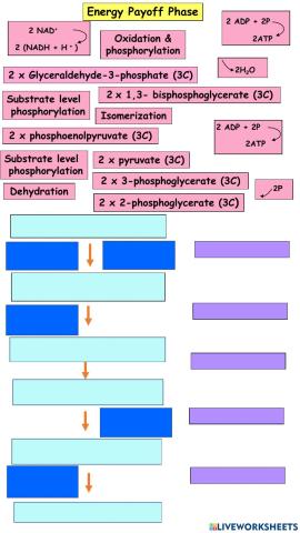 Glycolysis: Energy Payoff Phase