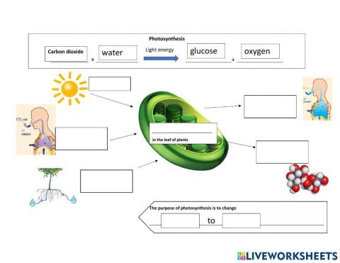 Photosynthesis