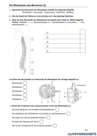 Die Wirbelsäule des Menschen