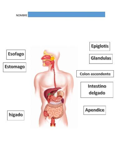 Aparato digestivo 2