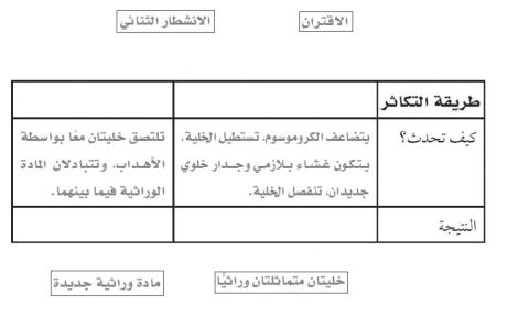 التكاثر في البكتيريا