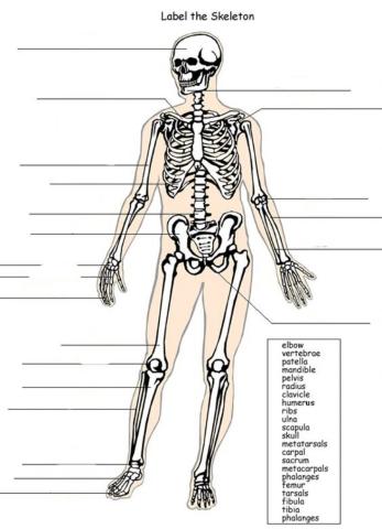 Labeling Bones