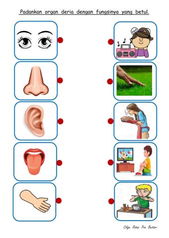 Organ deria dan fungsinya.