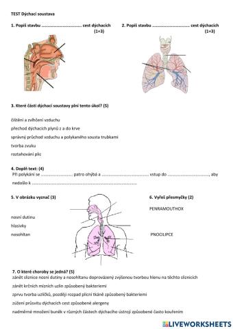 Test Dýchací soustava