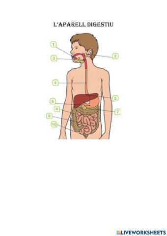 L'aparell digestiu