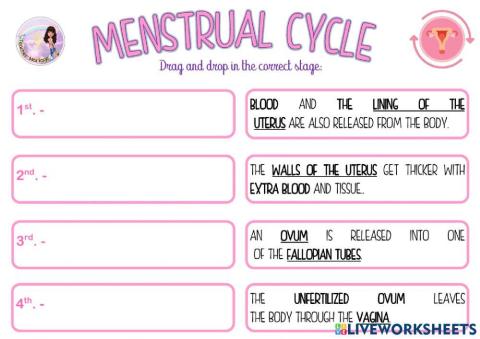 Menstrual Cycle