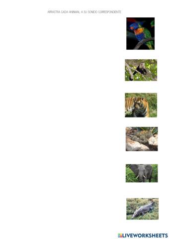 Animales de la selva