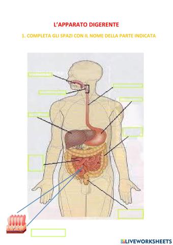 L'apparato digerente