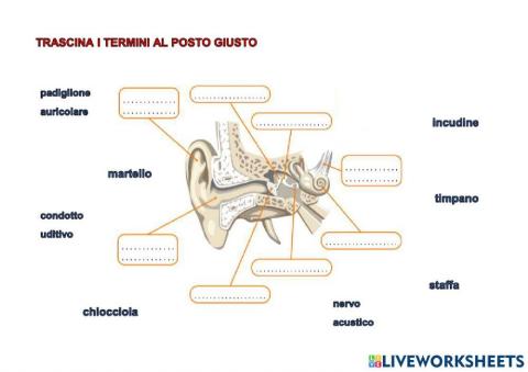 Le parti dell'orecchio