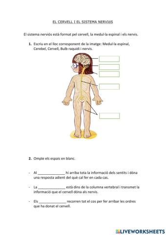 El cervell i el sistema nerviós