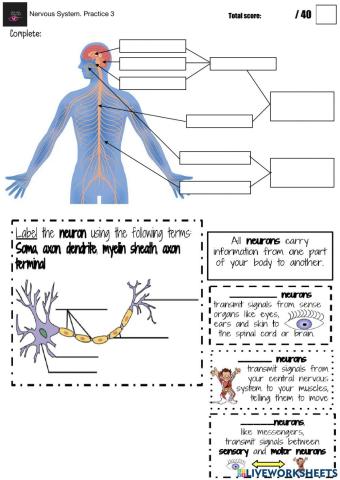 Nervous system Practice 3