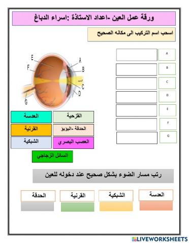 ورقة عمل العين