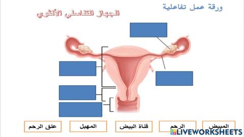 الجهاز التناسلي الأنثوي