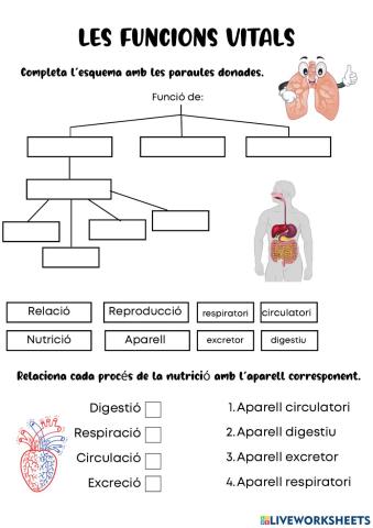 Les funcions vitals