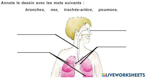 Appareil respiratoire