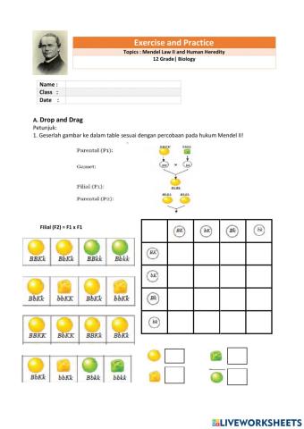 Mendel Law II and Human Heredity