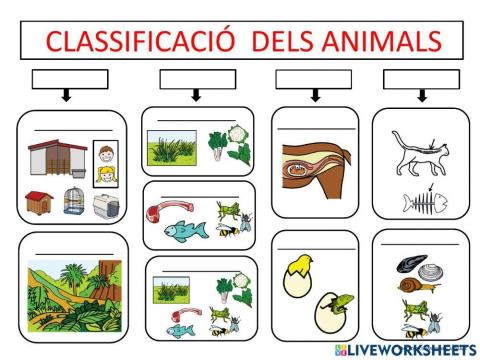 Classificació dels animals