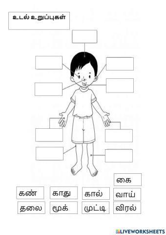 உடல் உறுப்புகள்