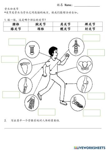 五年级科学 骨头和关节