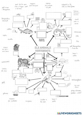 Característiques animals vertebrats