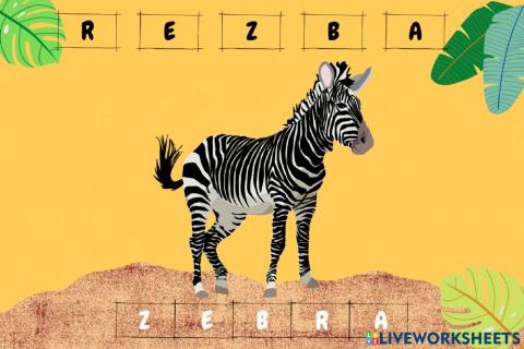 Zebra