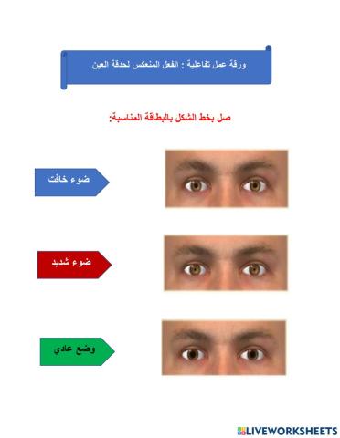 تكيف حدقة العين