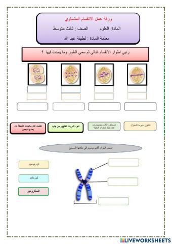 الانقسام المتساوي