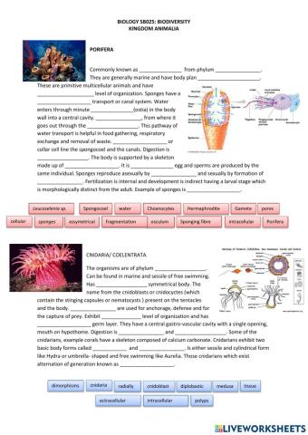 Animalia: Porifera & Cnidaria