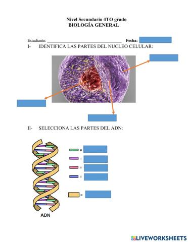 Nucleo celular