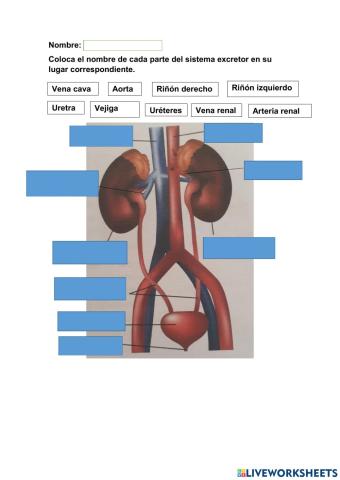 Sistema excretor